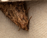 Flounced Rustic