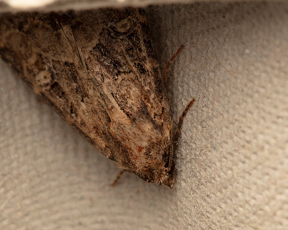 Flounced Rustic