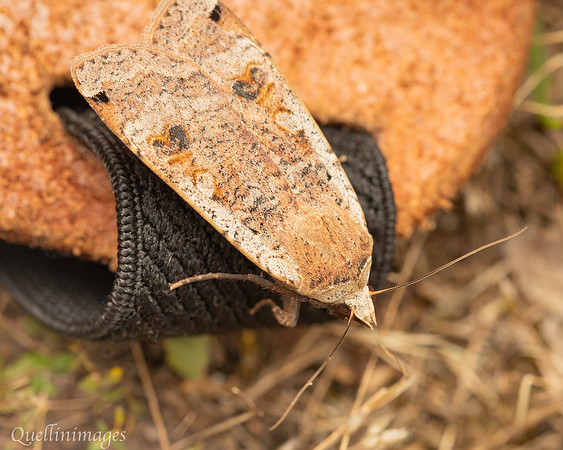 BR Moth 1 19JUL25