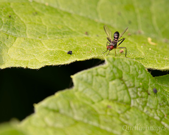 Sepsid fly Nemopoda nitidula