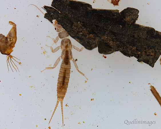 Stonefly larva 1D 15MAR25