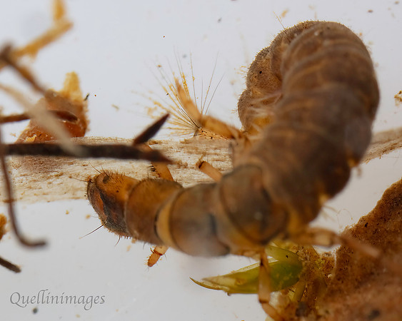 Beetle Larva 1F 15MAR25
