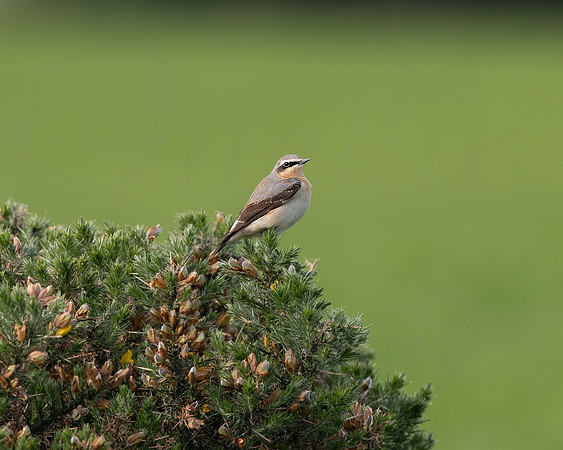 Wheatear