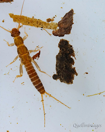 Stonefly larva 1C 15MAR25