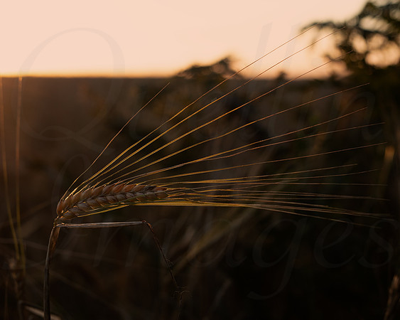 Barley