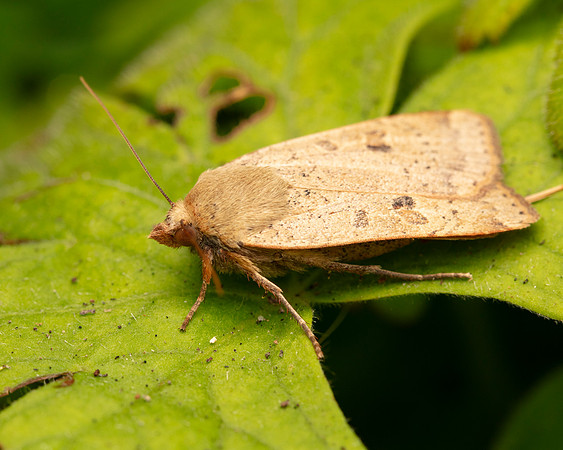 029 Lesser Yellow Underwing Moth