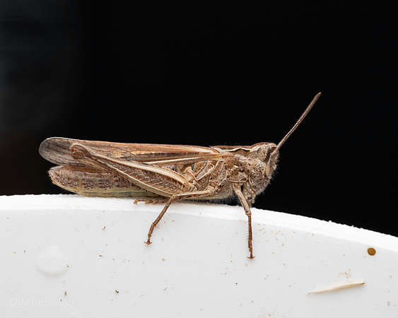 Grasshopper 1 19JUL25