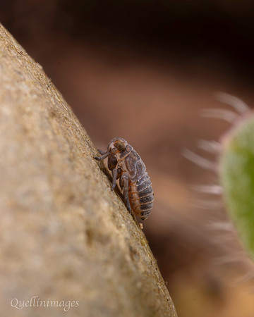 Small Larva Community Garden A15MAR25