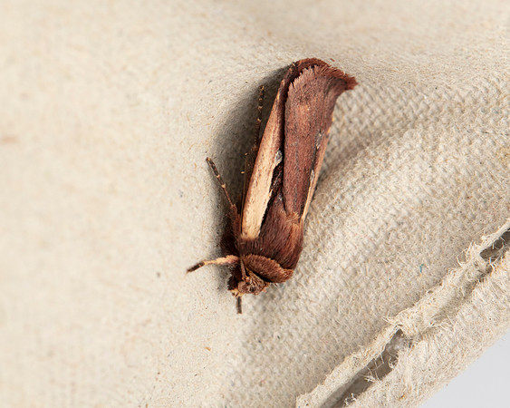 018 Flame Shoulder Moth
