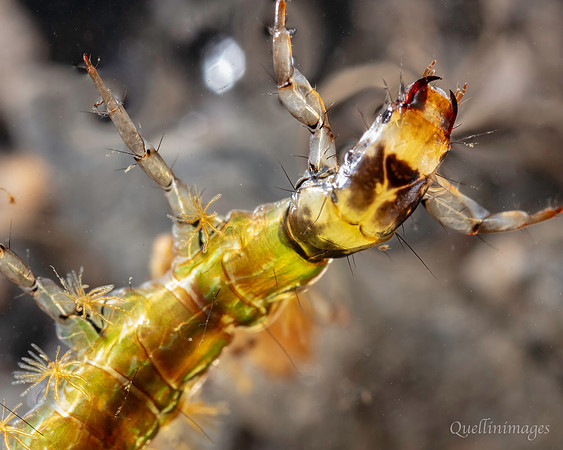 Caddis fly uncased D