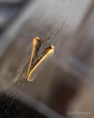 BR Moth 2 19JUL25