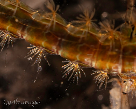 Caddis fly uncased F Close-up 15MAR25