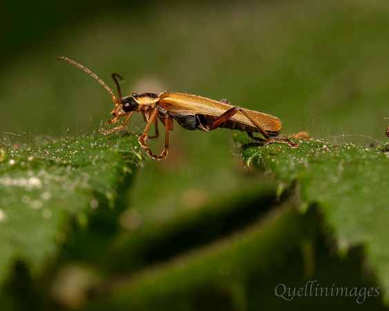 Soldier beetle no species ID 1 A