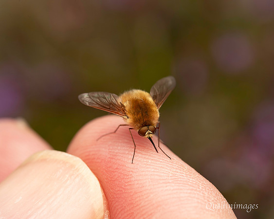 Heath Bee Fly 4 19JUL25