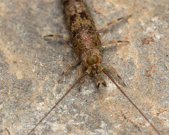 Bristle Tail enlarged