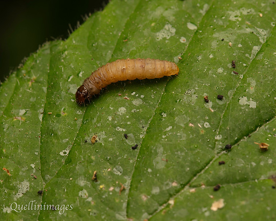 Caterpillar no ID 1 A