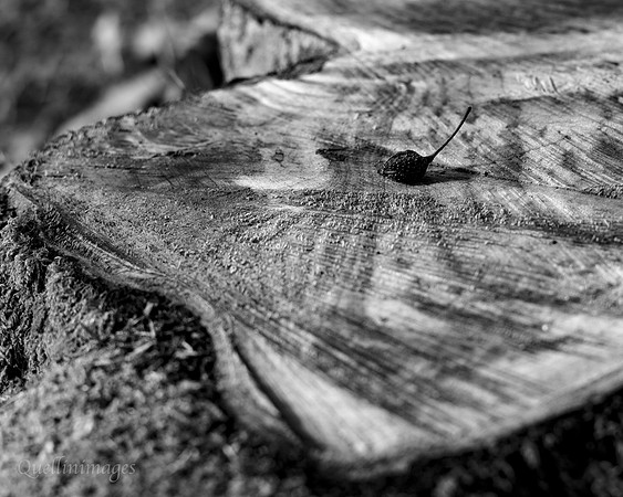 Stumped Gov Hse. 19OCT24