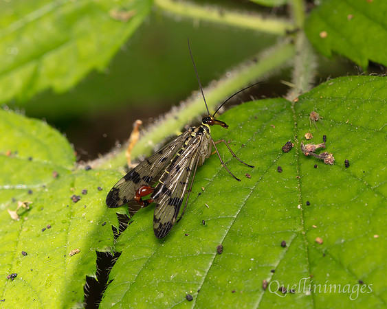 Scorpion fly male, probably Panorpa germanica