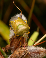 Poyll Dooey Gorse Shield Bug 2 15JUN24