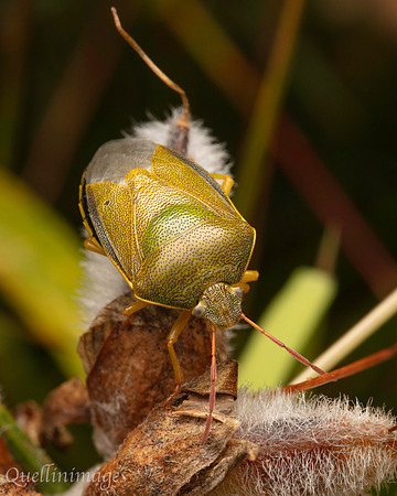 Poyll Dooey Gorse Shield Bug 2 15JUN24