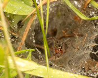 Poyll Dooey Funnel Web spider 1 15JUN24