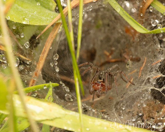 Poyll Dooey Funnel Web spider 1 15JUN24