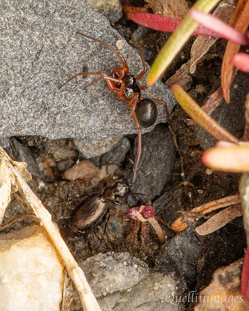 Poyll Dooey Money Spider and Beetle 1 15JUN24