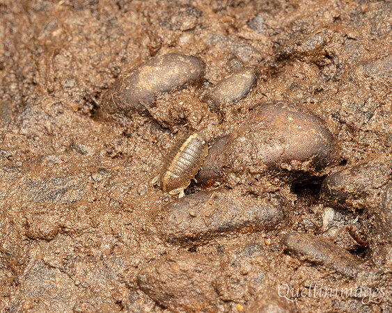 Poyll Dooey Pill Woodlouse 2 15JUN24