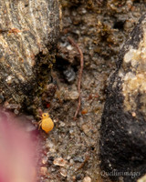 Poyll Dooey Yellow Springtail 1 15JUN24