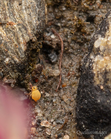 Poyll Dooey Yellow Springtail 1 15JUN24