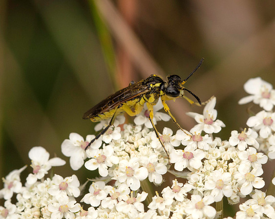 Bird Reserve Saw Fly 1 18AUG24