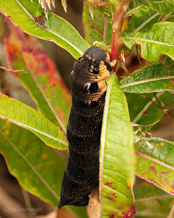 Bird Reserve Elephant Hawk Moth Caperpillar 18AUG24