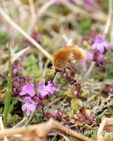 Bird Reserve Bee Fly 1 18AUG24