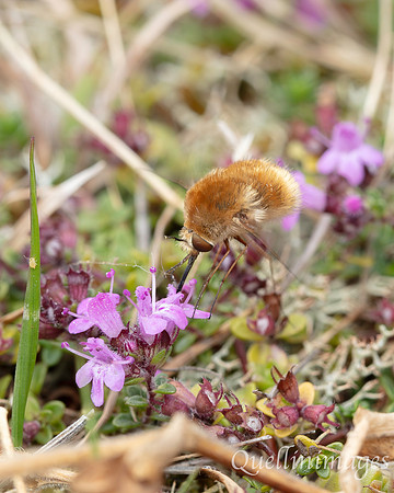 Bird Reserve Bee Fly 1 18AUG24