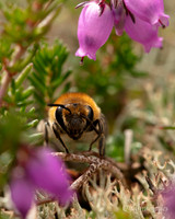 Bird Reserve Solitary bee 1 18AUG24