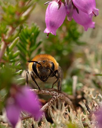 Bird Reserve Solitary bee 1 18AUG24