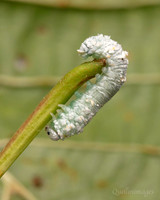 Reggat 001. Alder Sawfly larva 21SEP24