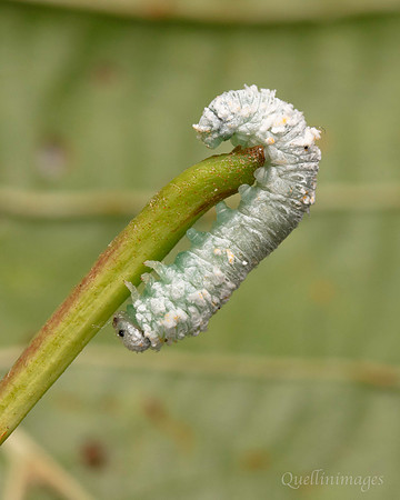 Reggat 001. Alder Sawfly larva 21SEP24