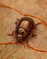 Reggat 017. Leaf Beetle 1B 21SEP24
