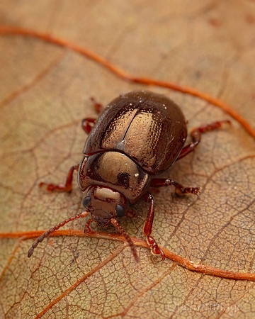 Reggat 017. Leaf Beetle 1B 21SEP24