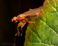 Reggat 019. Fly Norellisoma spinimanum 1A 21SEP24