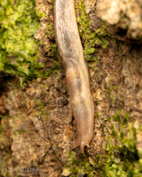 Gov. Hse. 016. Tree slug Gov. Hse. 19OCT24