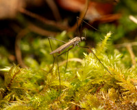 Gov. Hse. 004. Crane Fly Gov. Hse. 19OCT24