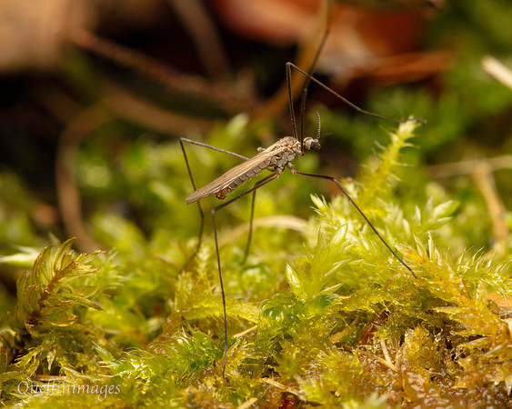 Gov. Hse. 004. Crane Fly Gov. Hse. 19OCT24