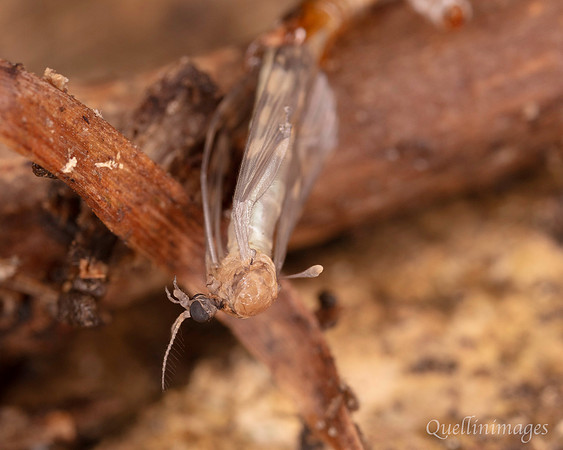 001. Crane fly hatch 1 18OCT25