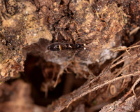 003. Springtail black and white 18OCT25