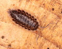004. Oniscus asellus. 18OCT25