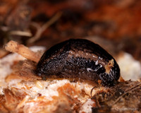 002. Slug small 18OCT25