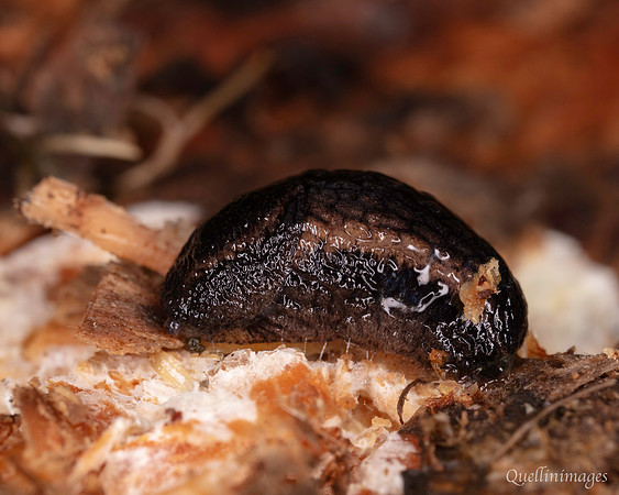 002. Slug small 18OCT25
