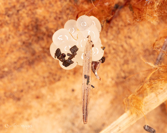 005. Egg cluster 1. 18OCT25